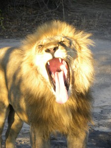 Scream if you love the Zambezi!!